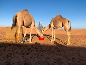wahiba Bedouiens privae Camp