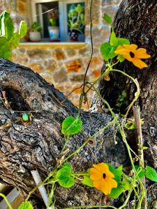 Trulli delle succulente