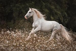 Sejours chez l'habitant Communication Cheval : photos des chambres