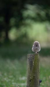 The Cat and The Owl B&B