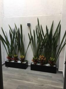 Súper loft corazón Polanco (Abedul)