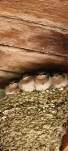 Bird Songs Getaway Accommodation