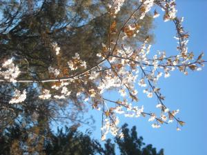 Cabañas Las Lavandas en Pilar