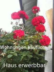 Ferienhaus Haus Kellerhof mit zwei Ferienwohnungen und Garten zu verkaufen Probewohnen möglich - Frick