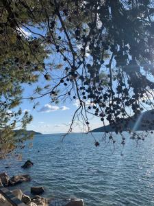 Apartmani SRNA, Igalo