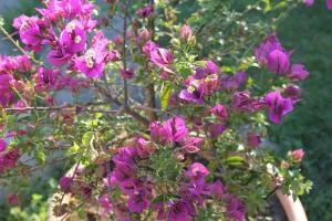 Villa Lilly - Prima Porta