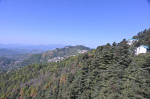 Pine Ville Shimla
