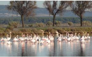 Appart'hotels Gite Le Muscat L'Escapade Des Flamants Roses : photos des chambres