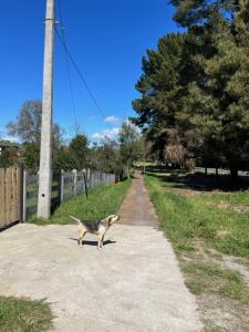 Preciosa cabaña pet friendly con vista a volcanes Villarica y Choshuenco, cerca Termas