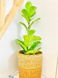 Balai Lawaan Charming Sanctuary