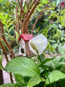 Recanto Toca das Plantas de Ilhabela II