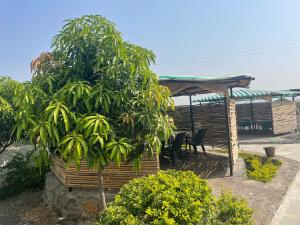 Mango Mist Farm Stay