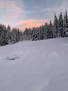 Appartements Le Perchoir du Grand Valtin - Gite 5 personnes - Altitude 830 : photos des chambres