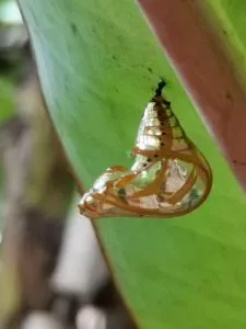 Centro Arte Terapéutico San Isidro Glamping - Canoa