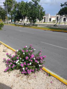 Mariposa, Cancunian Comfort