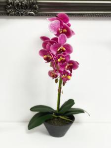 Apartament Premium Isabella