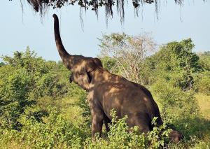 Peacock Riverside Eco Lodge