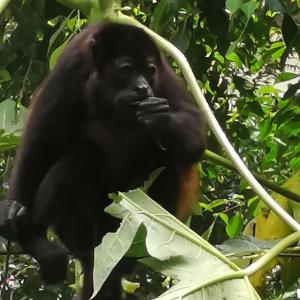 EcoVillas Las Melinas