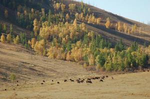 My Mongolia Eco Ger Camp