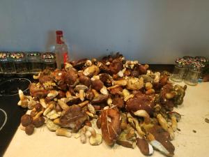 Grzyby, ryby, ferie, Własny pomost, kajak, kominek, grill, ognisko raj nad wodą, BRZÓZKI 1