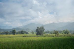 Paddy Fields Haven - Natures Nest