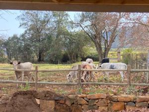Yellowwoods Farm - WILLOUGHBYS COTTAGE and OLD STABLES COTTAGE