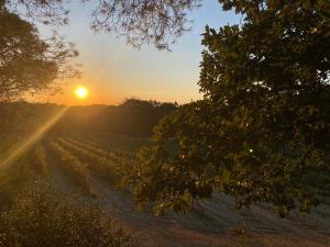 Maisons de vacances La Ruche aux Vins mille Senteurs - Terres du Sud : photos des chambres