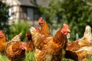 Aaah la campagne. . . - Sermérieu