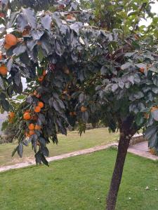 Orminia ground level