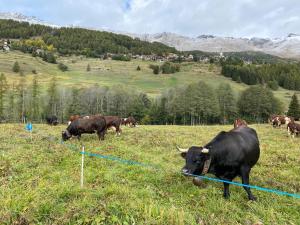 The Snow - Appartamento Panoramico con Balcone