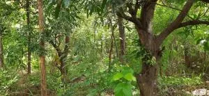 Kandalama Forest Villa Dambulla - Kandalama