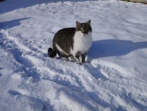 Appartement Schwarzkoglerhof