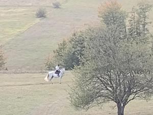 Domaćinstvo Blagojević