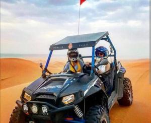 Merzouga desert camel