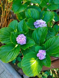 Finca Los Viñedos Verdes