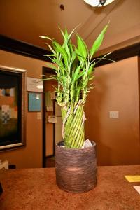 Fortune Inn & Suites