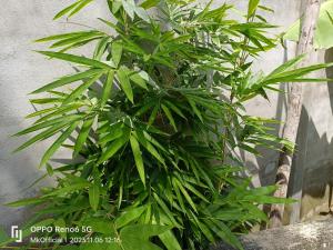 Homestay Mẹ Khang 2