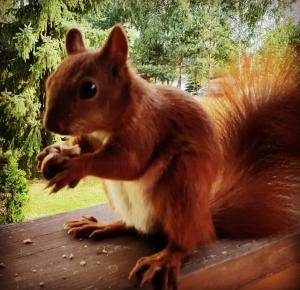 Leśna Rezydencja z plażą nad Zalewem Chańcza, sauna, bania SPA