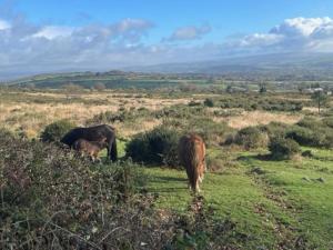 Frankies Holiday Lodge