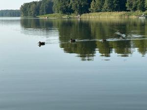 Łąckówka Mazury