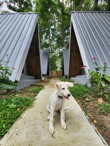 Dflora Bungalow & Glamping