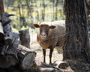 B&B / Chambres d'hotes Mas lou Felibrige : photos des chambres