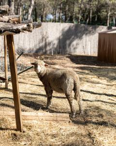 B&B / Chambres d'hotes Mas lou Felibrige : photos des chambres