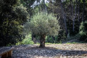 B&B / Chambres d'hotes Mas lou Felibrige : photos des chambres