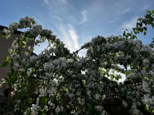 A beautiful and welcoming home and garden