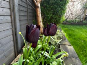 A beautiful and welcoming home and garden