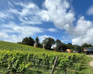 Cabanes avec jacuzzi les pieds dans la vignes
