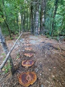 Mágica Casa Enclavada en el Corazón del Bosque