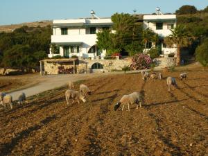 Manolis Farm Guest House Naxos Greece