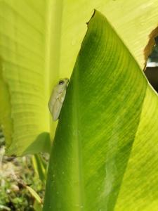 The Tshilli Farm & Lodge